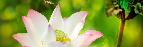 Pszczoła, Kwiat lotosu
