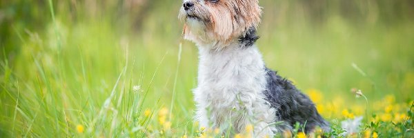 Pies, Łąka, Yorkshire terrier, Trawa, Kwiaty