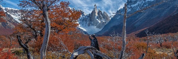 Góry, Patagonia, Konary, Drzewa, El Chalten, Mount Fitz Roy, Jesień, Argentyna