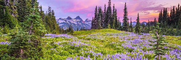 Kwiaty, Stan Waszyngton, Stratowulkan Mount Rainier, Drzewa, Stany Zjednoczone, Łubin, Łąka, Park Narodowy Mount Rainier