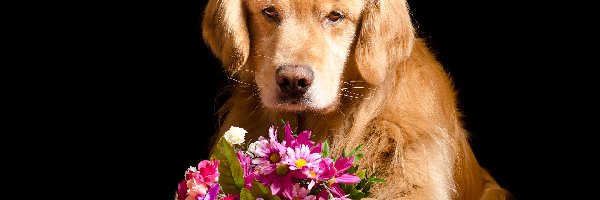 Pies, Łapy, Golden retriever, Kwiaty, Bukiet
