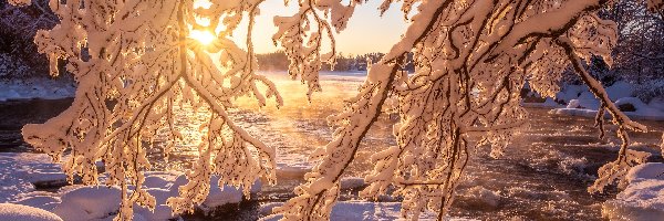 Gałęzie, Wschód słońca, Drzewa, Zima