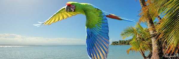 Papuga ara, Palmy, Morze