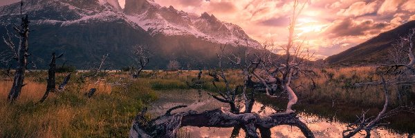 Park Narodowy Torres del Paine, Góry Andy, Konar, Patagonia, Chile, Staw, Drzewa
