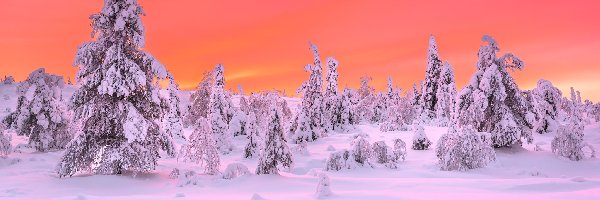 Finlandia, Drzewa, Świerki, Ośnieżone, Zima, Laponia, Park Narodowy Riisitunturi