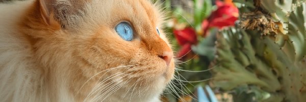 Kot, Zbliżenie, Niebieskooki, Rudowłosy
