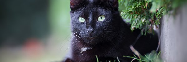 Kot, Trawa, Gałęzie, Czarny