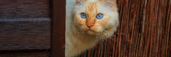 Niebieskooki, Biało-rudy, Kot