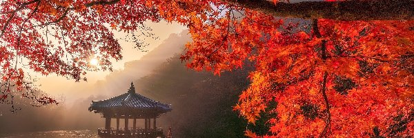Pawilon Ukimido, Jesień, Promienie słońca, Sagiike, Japonia, Gałęzie, Altana, Nara, Klon, Staw, Nara Park
