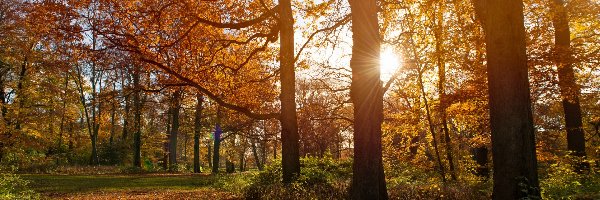 Pożółkłe, Promienie słońca, Drzewa, Jesień