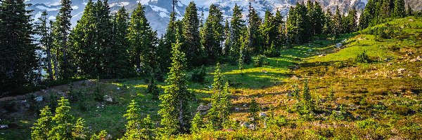 Stratowulkan Mount Rainier, Waszyngton, Park Narodowy Mount Rainier, Kwiaty, Góry, Drzewa, Łąka, Stany Zjednoczone