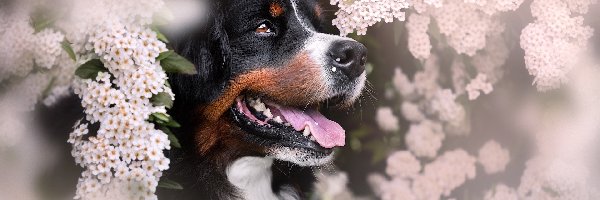 Kwiaty, Pies, Berneński pies pasterski