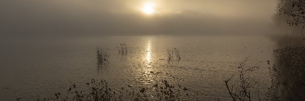 Jezioro, Mgła, Trawy, Poranek, Wschód słońca