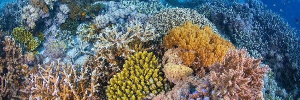 Rafa koralowa, Ryby, Koralowce