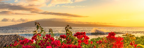 Kwiaty, Wyspa, Maui, Hawaje, Stany Zjednoczone, Morze, Wybrzeże