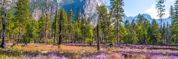 Drzewa, Łubin, Stany Zjednoczone, Kalifornia, Trawa, Góry, Park Narodowy Yosemite, Kwiaty