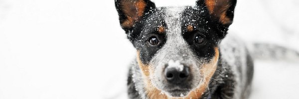 Pies, Głowa, Australian cattle dog, Śnieg, Spojrzenie