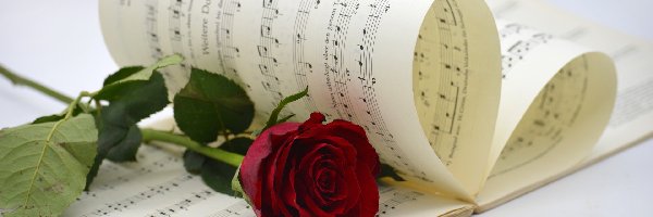 Muzyka, Czerwona, Nuty, Róża, Kwiat, Melodia, Zapis