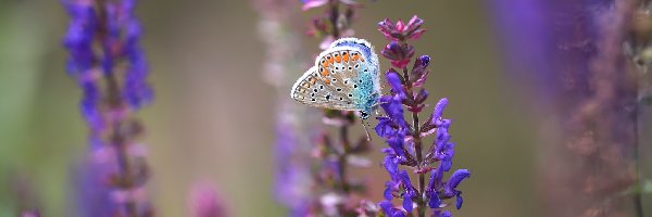 Motyl, Kwiaty, Fioletowe, Modraszek ikar