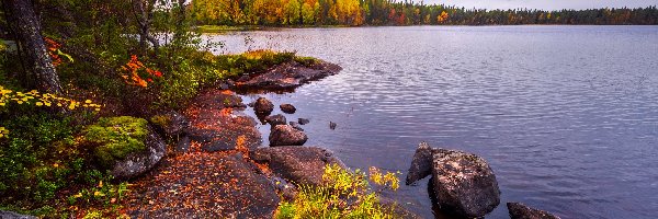 Trawa, Jezioro, Finlandia, Drzewa, Kamienie, Las, Pożółkłe, Jesień, Lentua, Kuhmo
