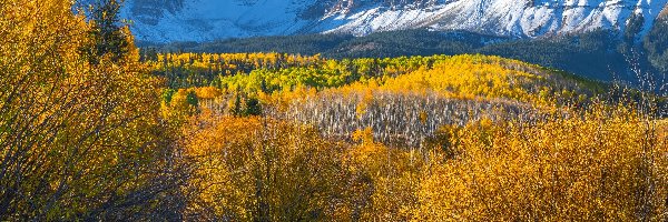 Krzewy Jesień, Góra, Wilson Peak, Kolorado, Stany Zjednoczone, Drzewa, Las