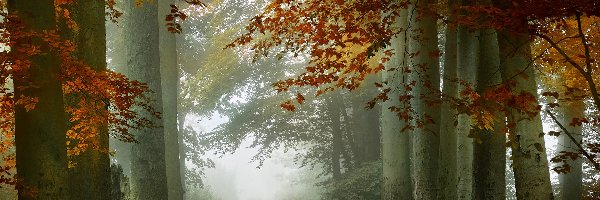 Drzewa, Mgła, Jesień, Las