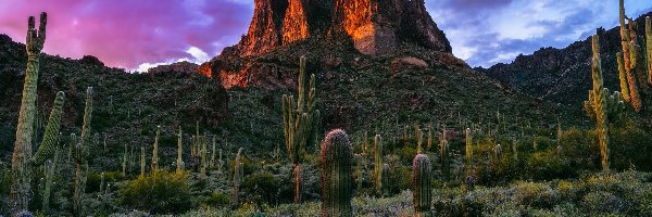 Roślinność, Arizona, Zachód słońca, Drzewa, Superstition Mountains, Skały, Kaktusy, Stany Zjednoczone, Góry, Chmury