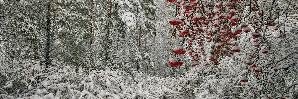 Śnieg, Jarzębina, Krzewy, Zima, Drzewa, Las