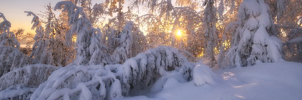Śnieg, Wschód słońca, Zima, Drzewa