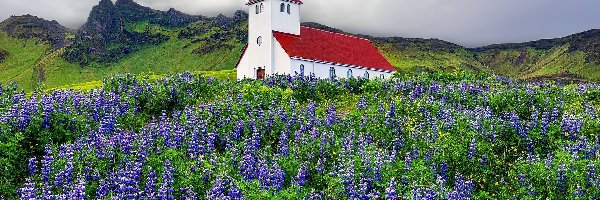 Miejscowość Vik i Myrdal, Łubin, Kościół, Islandia, Kwiaty, Góry