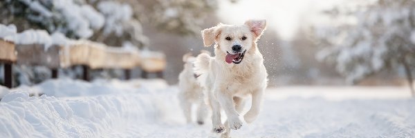 Golden retriever, Śnieg, Zima, Pies