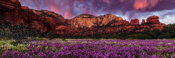 Góry, Arizona, Kwiaty, Chmury, Sedona, Beaar Mountain, Skały, Stany Zjednoczone
