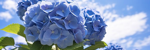 Niebieskie, Hortensje, Kwiaty, Niebo, Listki