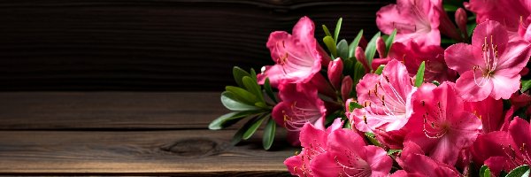 Azalia, Deski, Różanecznik, Kwiaty