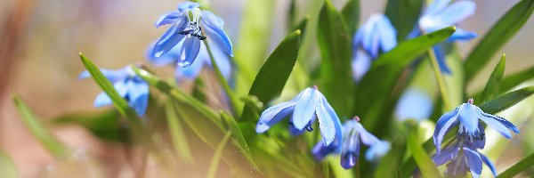 Niebieskie, Kępka, Kwiaty, Cebulice syberyjskie