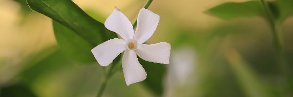 Biały, Zbliżenie, Kwiat, Barwinek