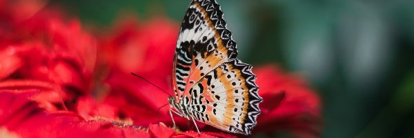 Motyl, Mandaryn pstry, Cethosia cyane, Kwiat, Czerwony