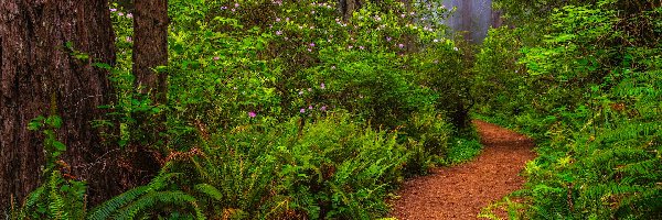 Rododendrony, Park Narodowy Redwood, Drzewa, Kalifornia, Stany Zjednoczone, Ścieżka, Paprocie