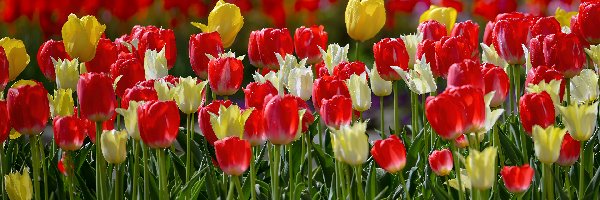 Kolorowe, Światło, Tulipany, Kwiaty