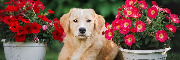 Golden retriever, Petunie, Kwiaty, Pies