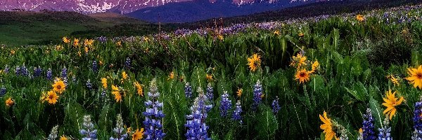 San Juan Mountains, Kolorado, Łubin, Kwiaty, Góry, Mount Sneffels, Łąka, Stany Zjednoczone