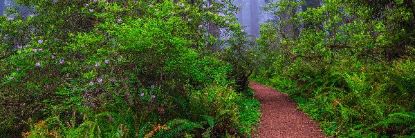 Mgła, Park Narodowy Redwood, Paprocie, Kalifornia, Stany Zjednoczone, Ścieżka, Różanecznik
