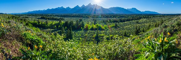 Góry, Stan Wyoming, Łąki, Kwiaty, Park Narodowy Grand Teton, Słońce, Promienie, Stany Zjednoczone