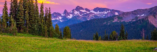 Drzewa, Śnieg, Park Narodowy Mount Rainier, Stan Waszyngton, Stany Zjednoczone, Niebo, Kolorowe, Góry, Trawa