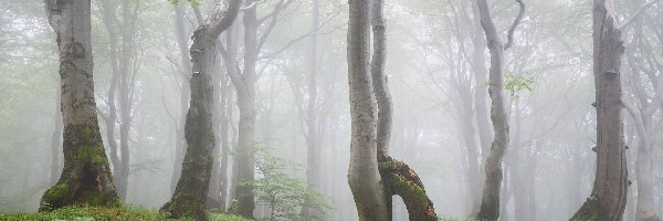 Mgła, Drzewa, Pnie, Las
