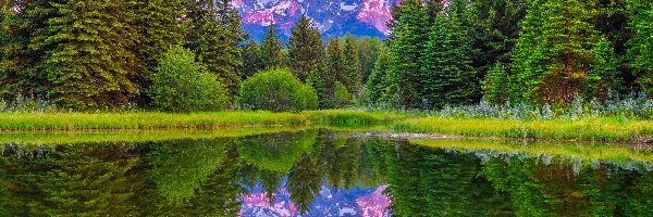 Góry, Wyoming, Odbicie, Rzeka, Park Narodowy Grand Teton, Drzewa, Świerki, Stany Zjednoczone