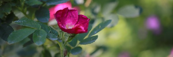 Kwiat, Ciemnoróżowy, Dzika róża