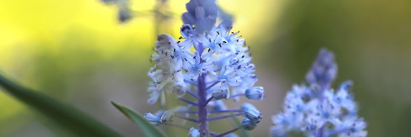 Cebulica dalmatyńska, Kwiaty, Niebieskie
