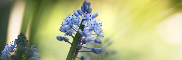 Kwiaty, Niebieskie, Cebulica dalmatyńska