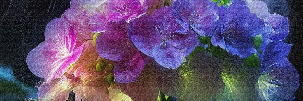 Hortensje, Grafika, Deszcz, Kwiaty